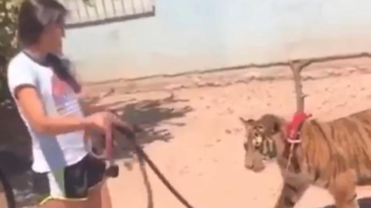 VIDEO | Captan a mujer paseando a tigre de bengala en calles de Sinaloa