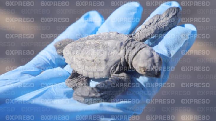 Milagrosa eclosión de tortugas golfinas en El Desemboque