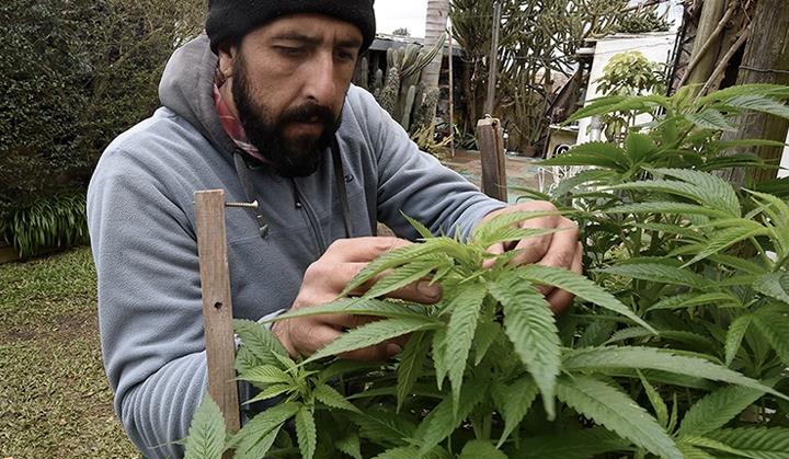 Regulación del cannabis abre el debate