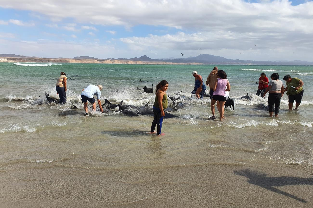 Se registra varamiento de delfines en Puerto Lobos