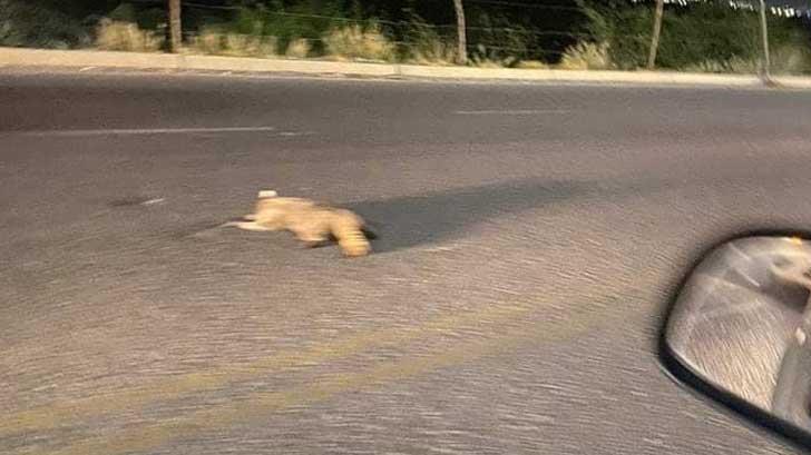 Llaman a conducir con cuidado por presencia de mapaches al poniente de Hermosillo