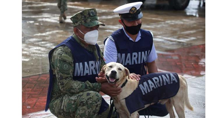 ¡Qué ternura! Así les pusieron a los perritos rescatados por la Semar