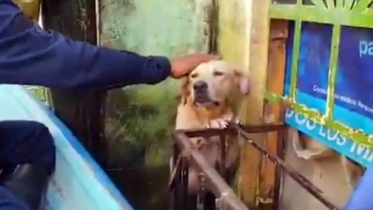 VIDEO | Marina adopta perrito que rescató en inundaciones de Tabasco