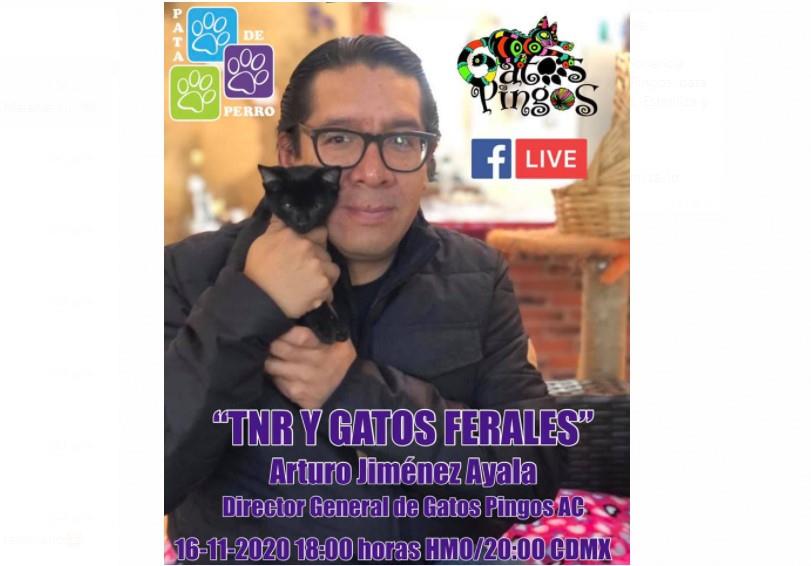 Invitan a la conferencia virtual TNR y Gatos Ferales