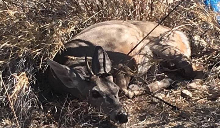 Venado rescatado al norte de Hermosillo fallece al no resistir lesiones