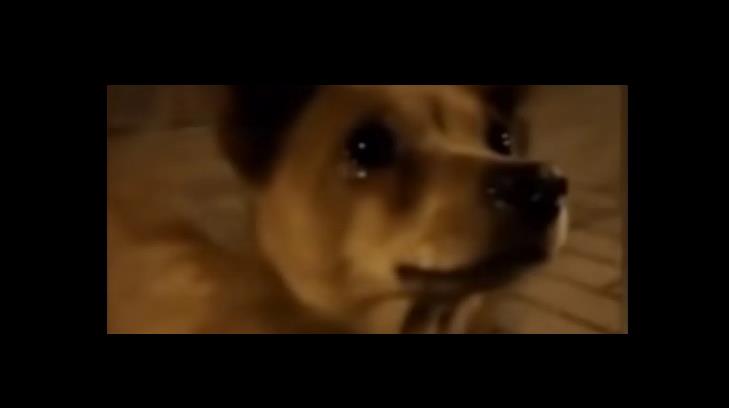VIDEO- Perrito llora al recibir comida de una extraña
