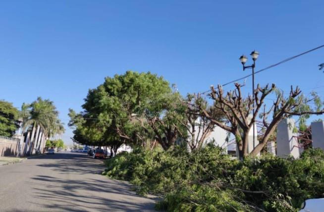 Podan árboles en Navojoa porque vecinos se sentían inseguros
