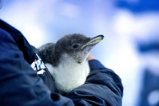 Nace el primer pingüino mexicano en la CDMX, se llama Alex