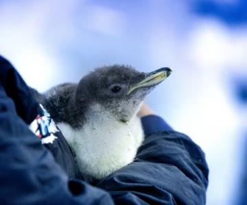 Nace el primer pingüino mexicano en la CDMX, se llama Alex