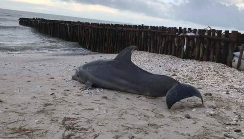 Hallan cadáver de delfín en playas de Yucatán