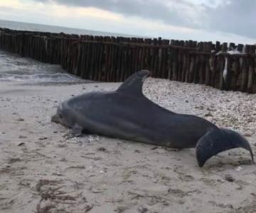 Hallan cadáver de delfín en playas de Yucatán