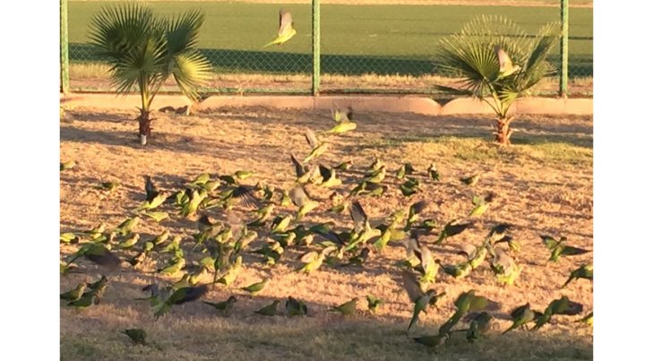 Cotorra argentina amenaza a las aves del Estado