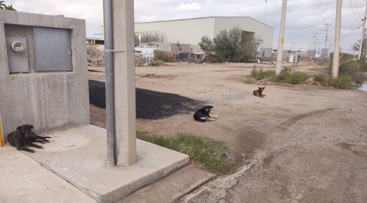 Abundan los perros callejeros y sus ataques en calles de Hermosillo