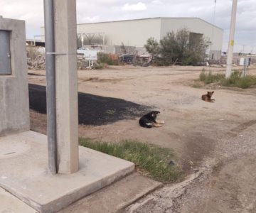 Abundan los perros callejeros y sus ataques en calles de Hermosillo