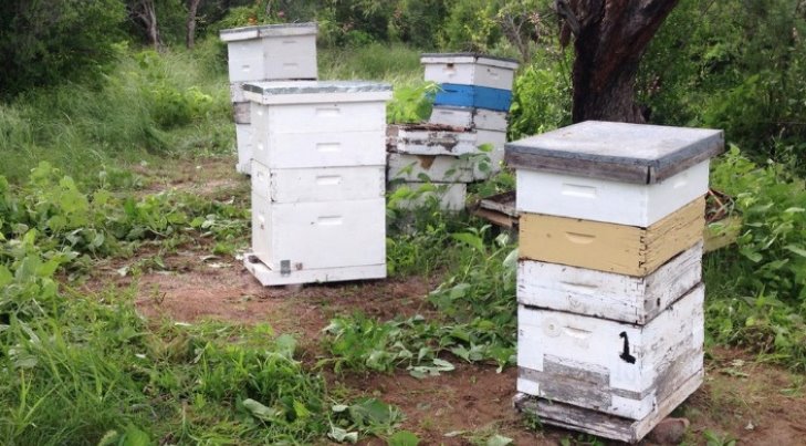 La falta de lluvias en Sonora afecta a la apicultura