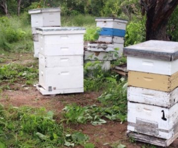 La falta de lluvias en Sonora afecta a la apicultura