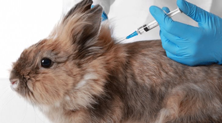 Ya tiene Sonora módulos para vacunar conejos contra la Enfermedad Hemorrágica Viral