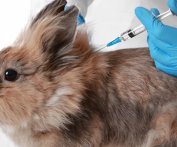 Aplicarán vacuna de emergencia a los conejos para la Enfermedad Hemorrágica Viral