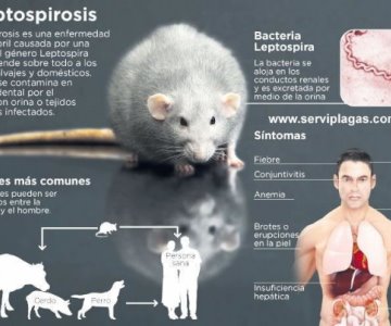 ¿Qué enfermedades pueden ocasionar las plagas de ratas?