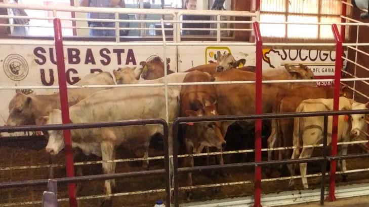 Sonora, segundo exportador de ganado hacia EU en México