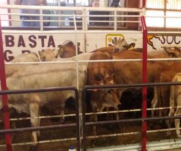 Sonora, segundo exportador de ganado hacia EU en México