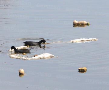 Nadan entre botellas, plásticos y pañales en la laguna del Río Sonora