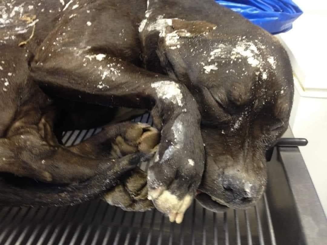 Perrito muere congelado por bajas temperaturas; imagen se hace viral
