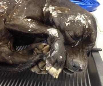 Perrito muere congelado por bajas temperaturas; imagen se hace viral