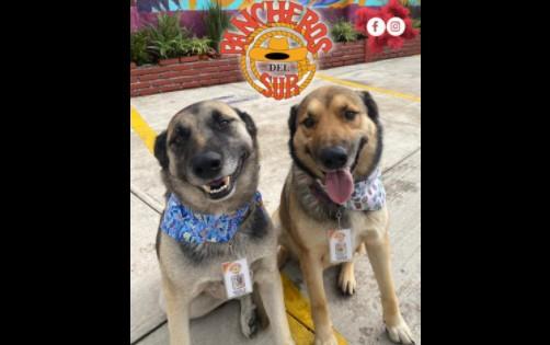 Restaurante de Toluca adopta y contrata a dos perritos callejeros