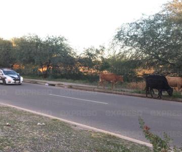 Hermosillo no es un ranc...: policías ayudan arreando vacas en el bulevar