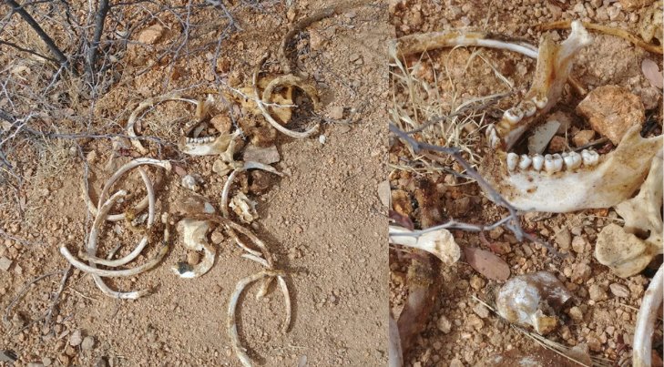 Encuentran restos óseos y prendas de ropa en Nogales