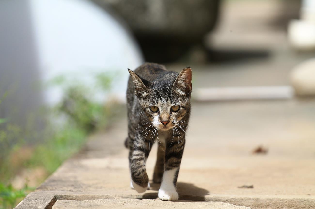 ¿Variante Alfa afecta a gatos y perros?