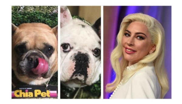 Lady Gaga recupera a sus dos bulldogs