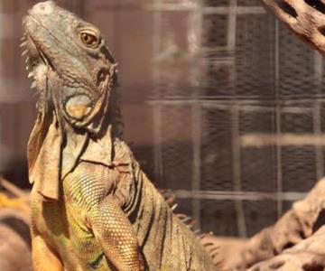 Bartolo, la famosa iguana de Cócorit, da tremenda sorpresa