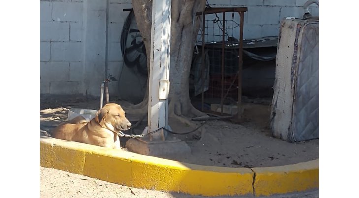 Piden sanción para dueño de perro vigilante amarrado todo el día en el Centro