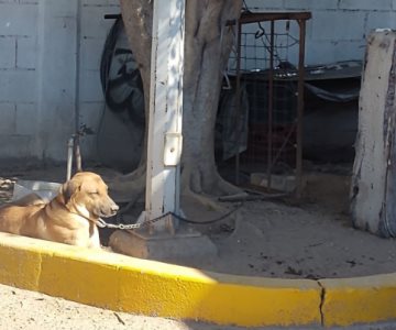 ¿Dónde y cómo se debe denunciar el maltrato animal en Hermosillo?