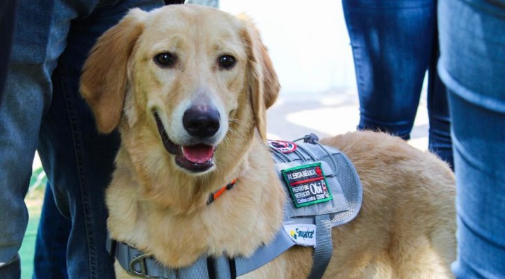 Buscan adiestrar perros para diagnosticar Covid en Sonora