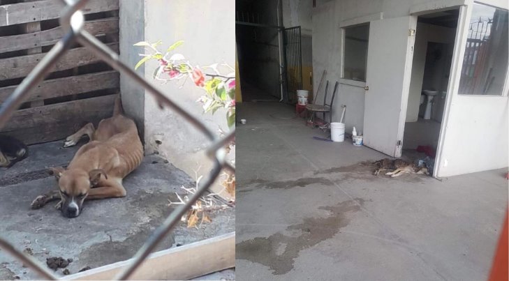 Pata de Perro pide a las autoridades hacer algo contra el maltrato animal