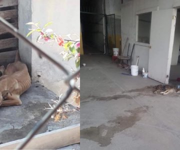 Pata de Perro pide a las autoridades hacer algo contra el maltrato animal