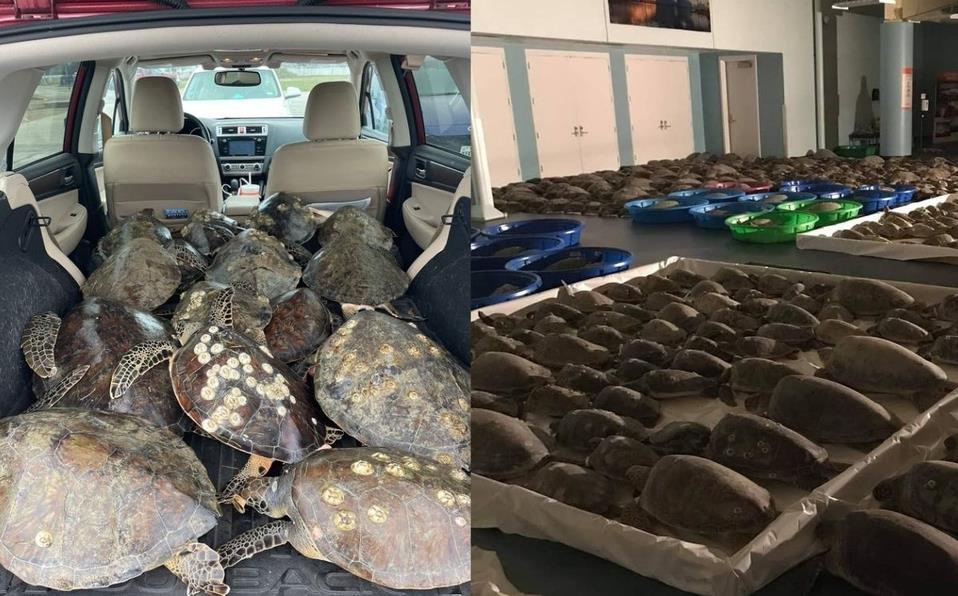 Rescatan miles de tortugas en Texas para evitar que se congelen
