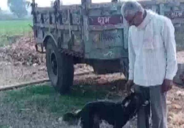 Hombre abandonado por su hijo le deja su granja de herencia a su perro