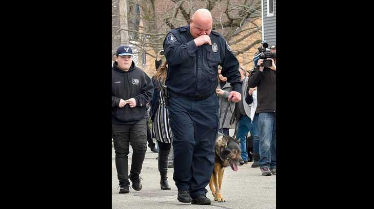 “Descansa, tu trabajo ha terminado”: perro policía da último rondín antes de ser sacrificado