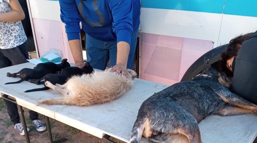 Aumentan acciones de esterilización de animales en Cajeme