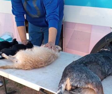 Aumentan acciones de esterilización de animales en Cajeme
