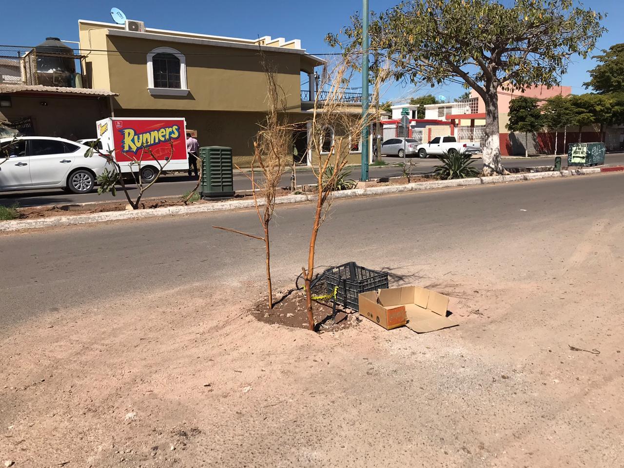 Los baches tienen desesperados a los vecinos de Navojoa