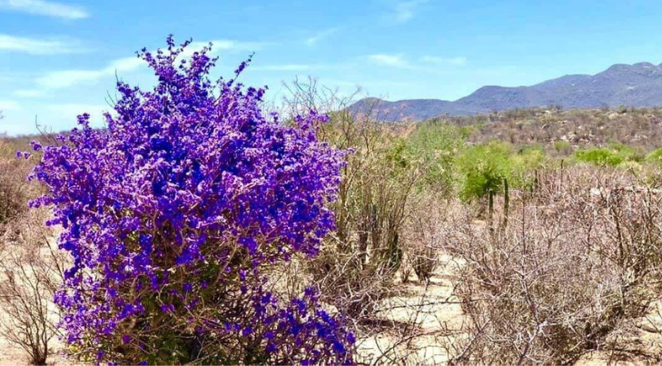 eSOS | Guayacán, importante árbol sonorense en peligro de extinción