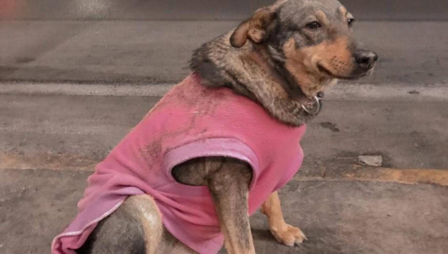 Taquería anuncia a su nueva empleada y se hace viral: Lola, una perrita callejera