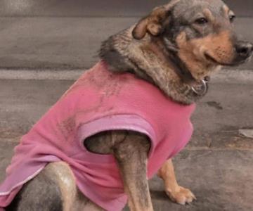 Taquería anuncia a su nueva empleada y se hace viral: Lola, una perrita callejera