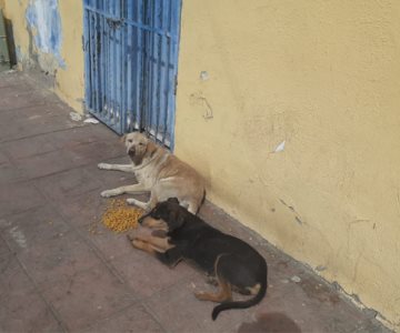 Buscan en Cajeme recolectar media tonelada de croquetas para animalitos de la calle