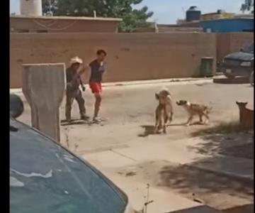 VIDEO - Jauría aterroriza al sur de Hermosillo